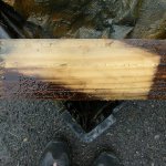 September 2017 - Zustand unserer eigenen Testreihe nach einem Jahr: Sehr fest Struktur, deutliche Verf&auml;rbung, beginnender Algenbewuchs, Spuren von Wurmlarven