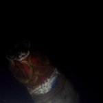 eine S&auml;ule der umgest&uuml;rzten japanischen Pagode