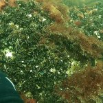 am Kreideriff auf gut 10 m Tiefe, zahllose Miesmuscheln bevölkern das Riff, sie filtern Plankton und organische Reste aus dem Wasser