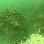 eine der Hohlkugeln (40-50 cm Durchmesser)