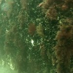 Riffkante mit Bewuchs und Miesmuscheln