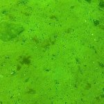 eine Flunder (Plattfisch), umgangssprachlich auch als Butt bezeichnet &ndash; nicht zu verwechseln mit den Butten im wissenschaftlichen Sinne