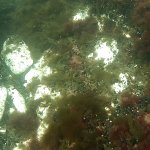 teilweise sind ganze Kreidebrocken zu sehen